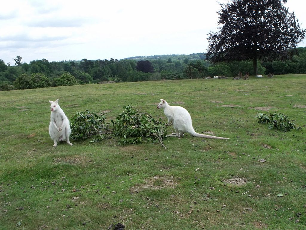 Albino_wallabies_at_Leonardslee,_West_Sussex_(geograph_1957650).jpg