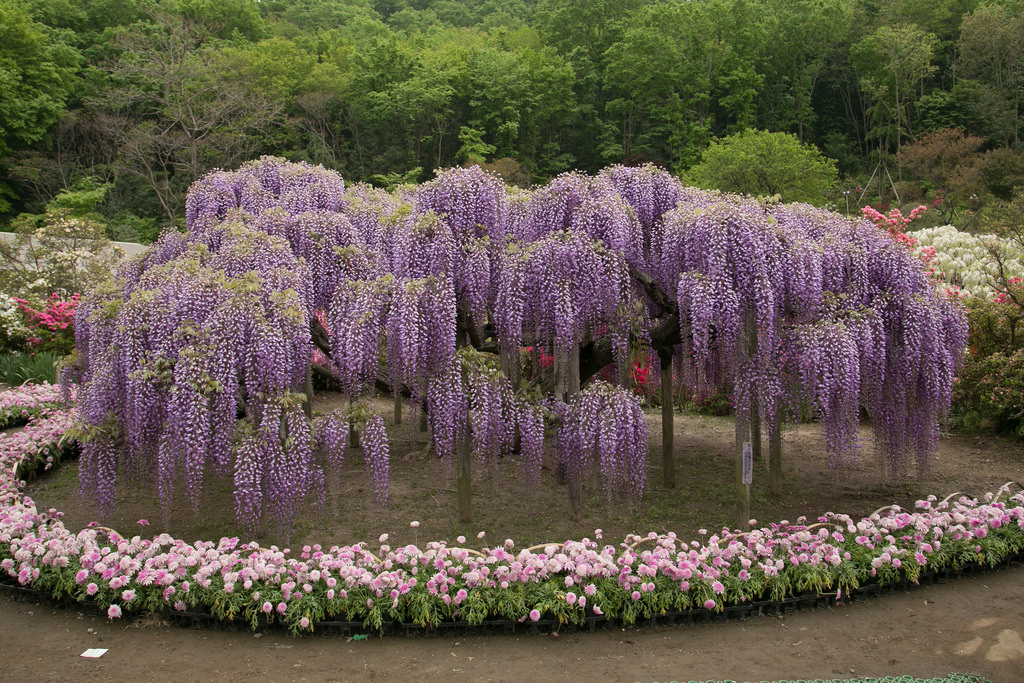 ashikaga-flower-park-wisteria.jpg
