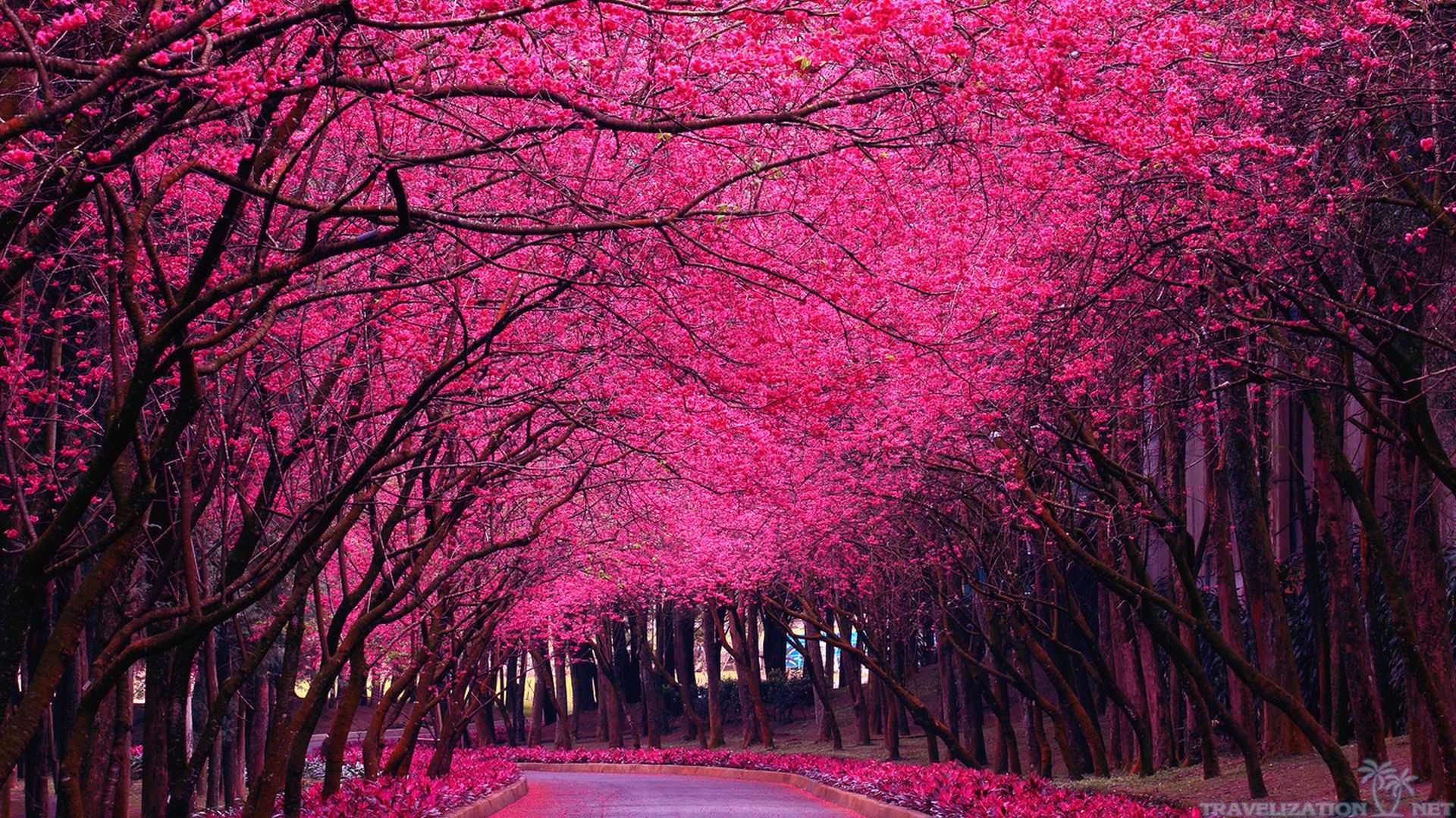 bright-pink-trees-spring-blooming-wallpapers-1920x1080.jpg