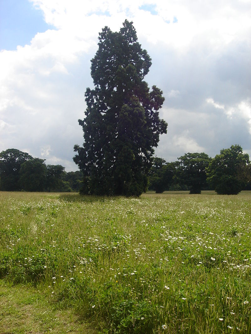 Catton_Park4.JPG