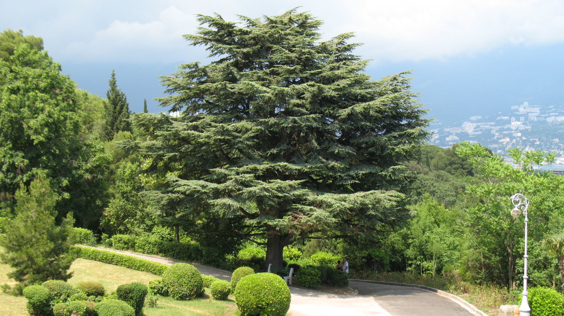 Cedrus_09.JPG