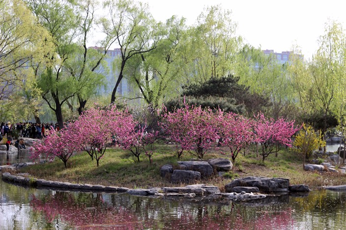 cherry-blossoms-yuyuantan-park-8.jpg