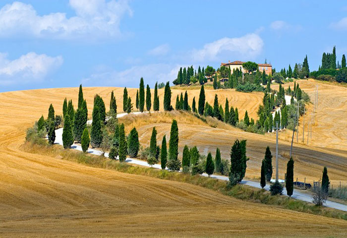cipressi700.jpg