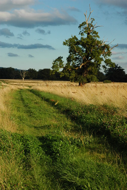 Croome_Park_-_geograph.org.uk_-_1451926.jpg