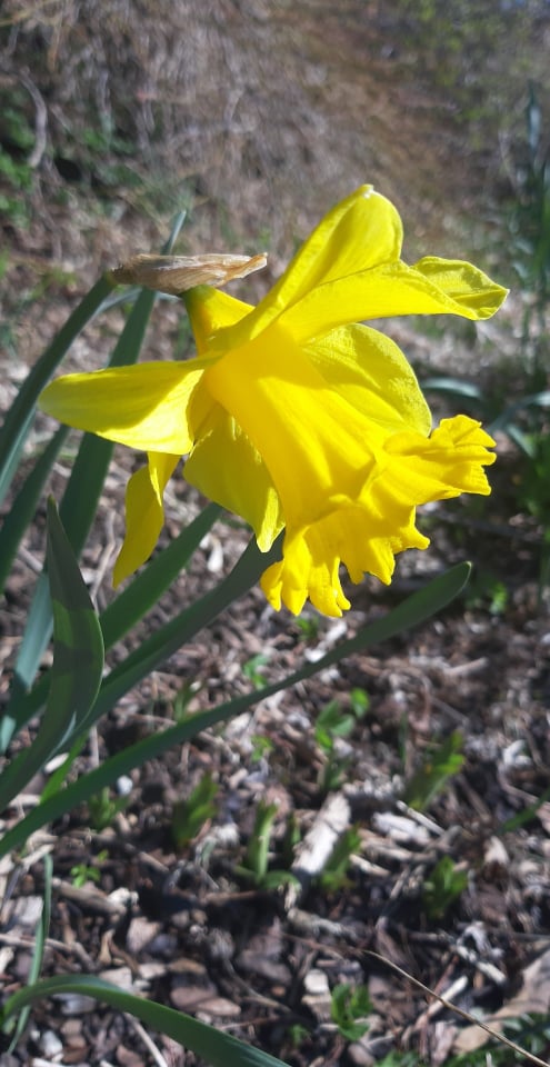Daffodil.jpg