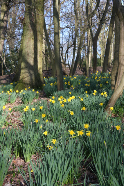 Daffodils_in_Ickworth_Park_-_geograph.org.uk_-_1210941.jpg