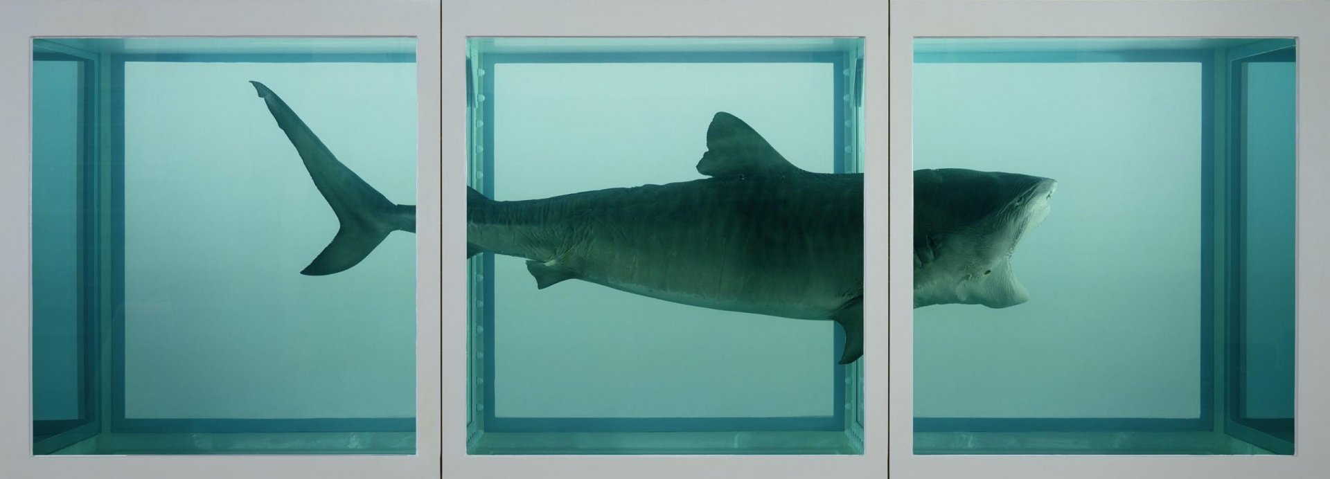 damien-hirst-shark.jpg