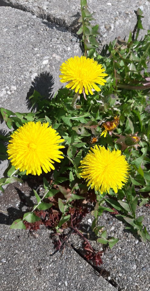 Dandelion.jpg