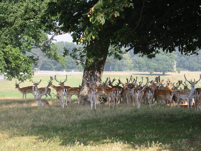 Deer_in_park_at_Holkham_Hall_-_geograph.org.uk_-_105416.jpg