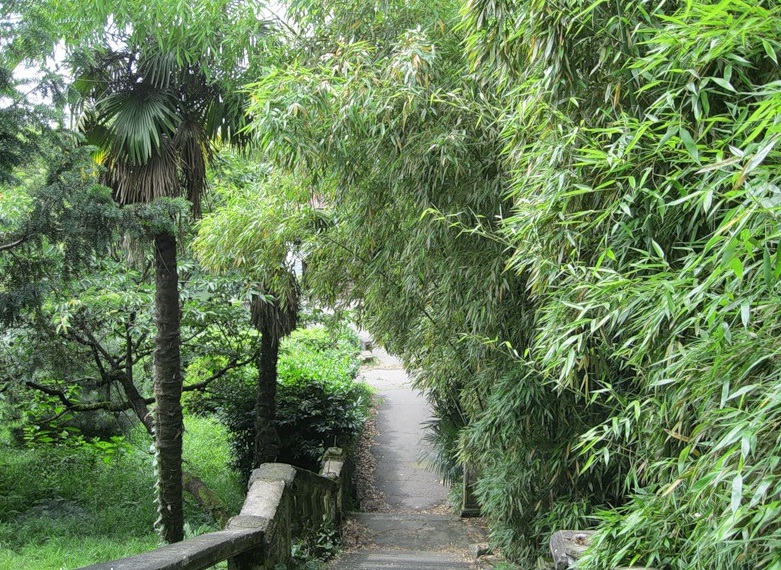 dendrologicheskii-park-v-adlere-yuzhnye-kuljtury_1.jpg