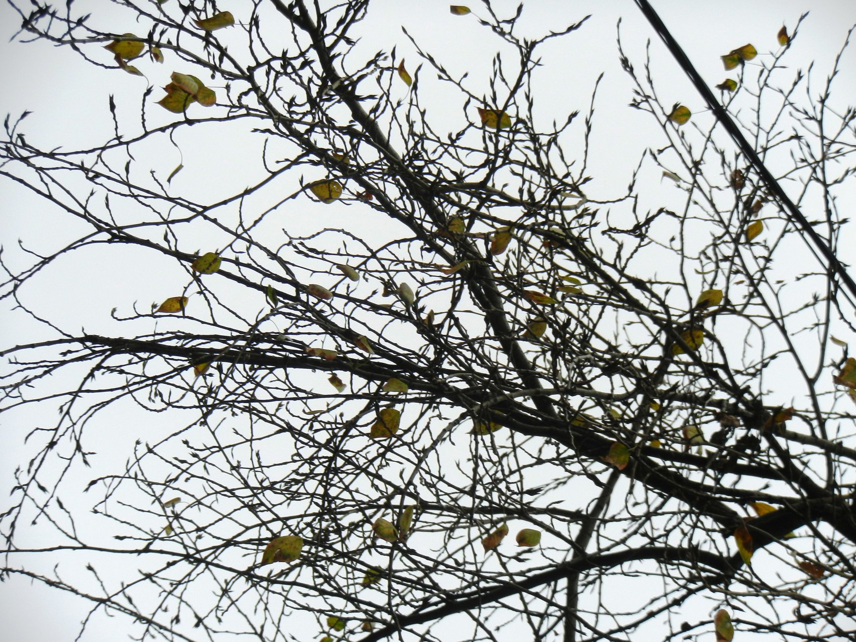 DSCN0049.JPG