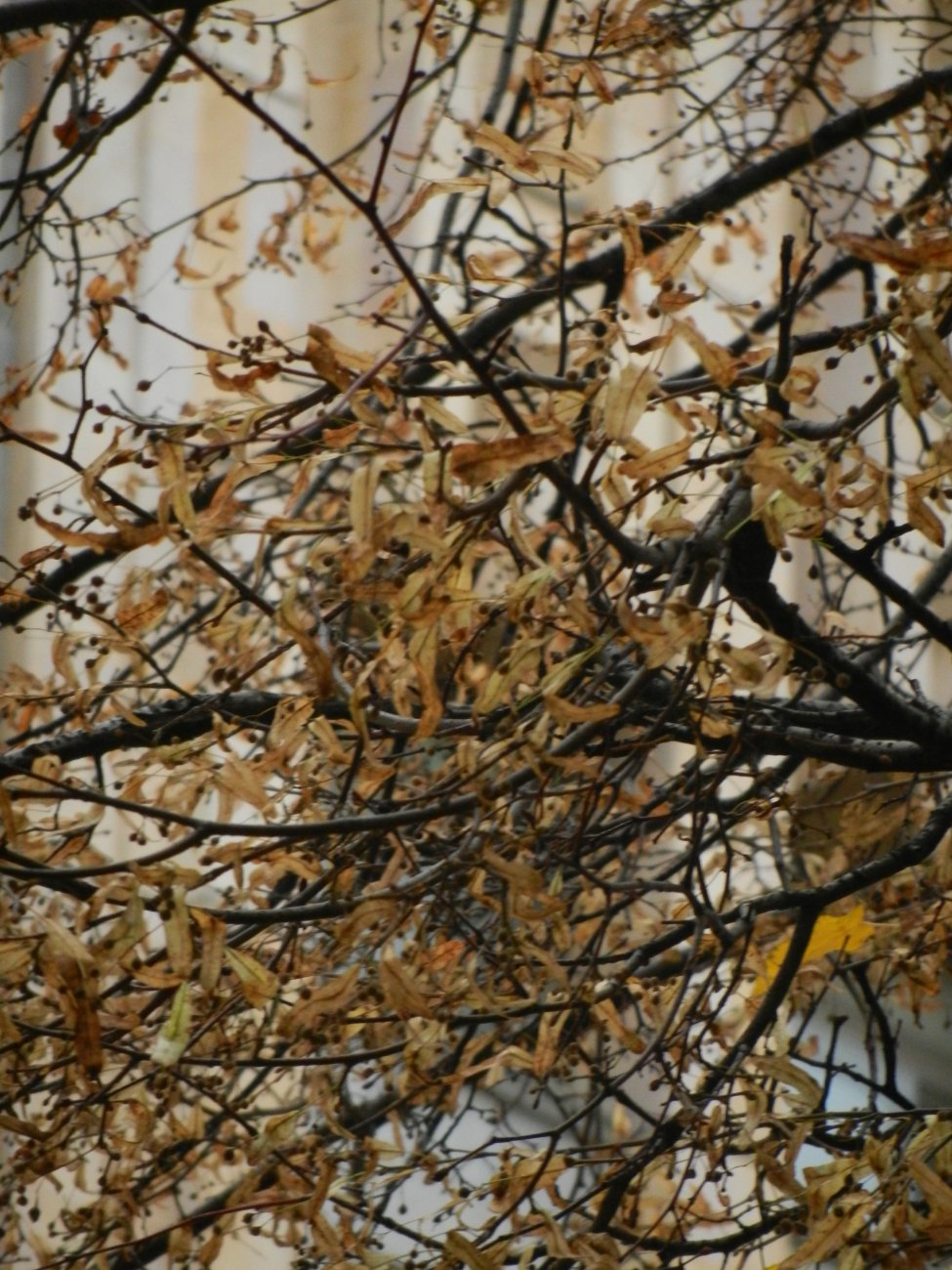DSCN0069.JPG
