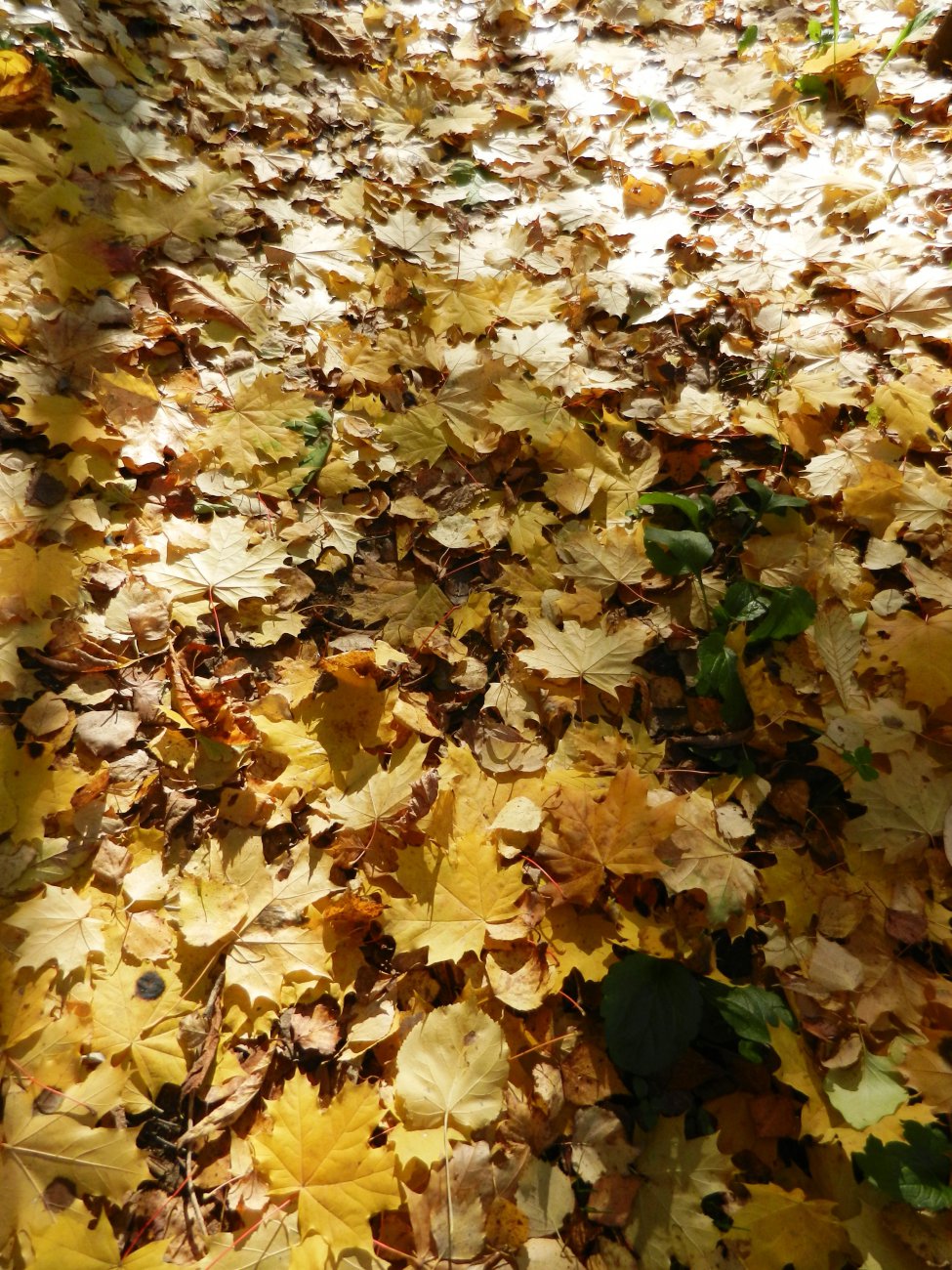 DSCN0115.JPG