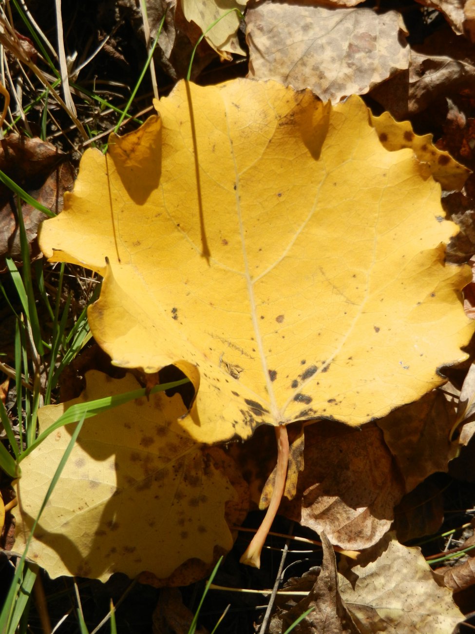 DSCN0154.JPG