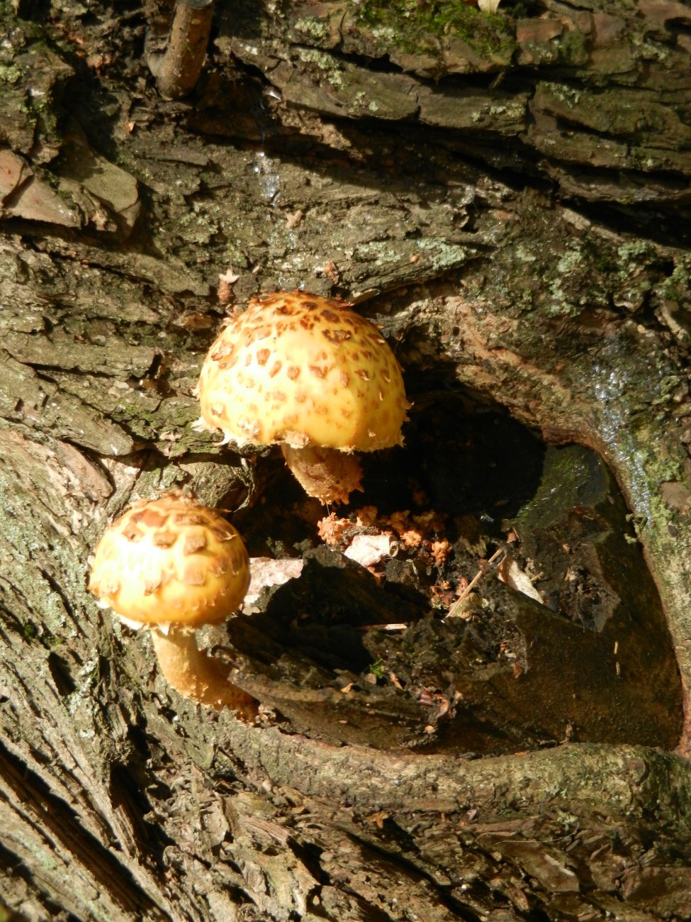DSCN0186.JPG
