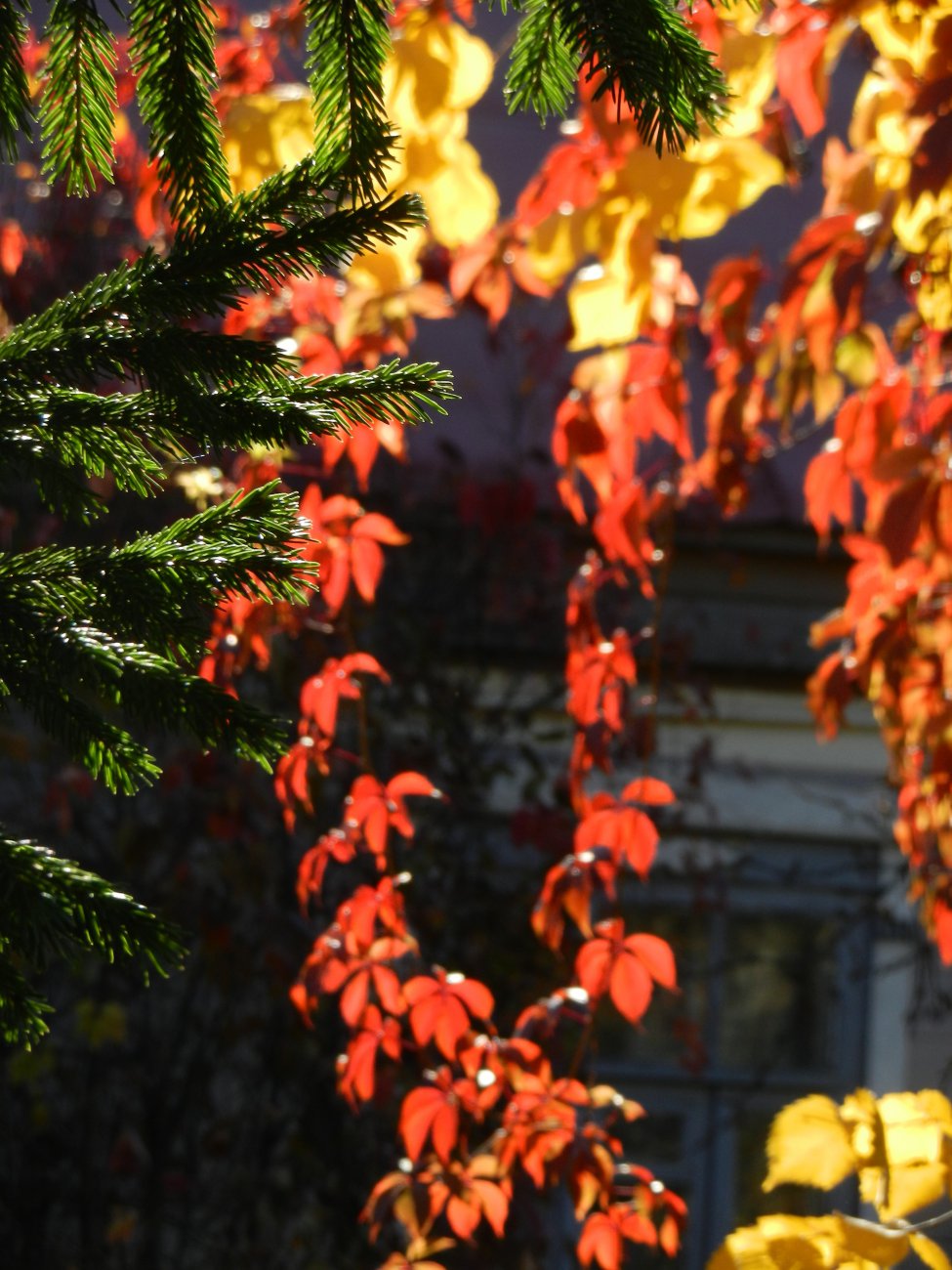DSCN0193.JPG