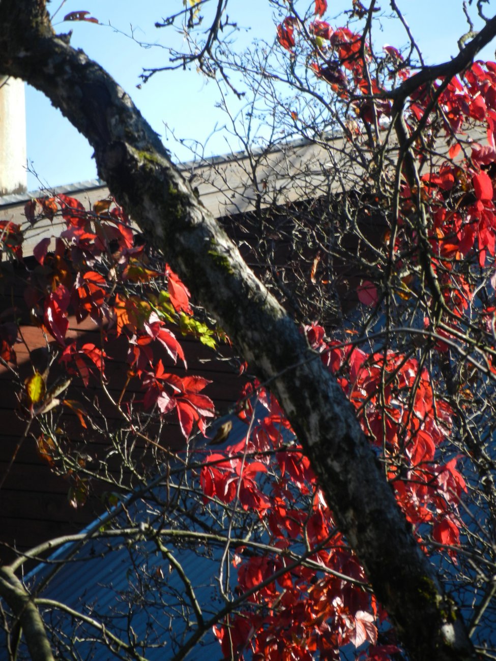 DSCN0198.JPG