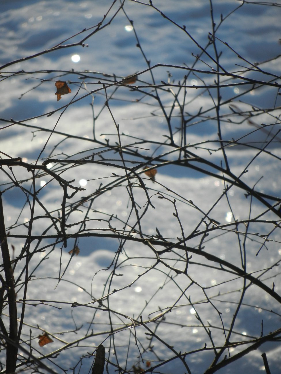 DSCN0286.JPG