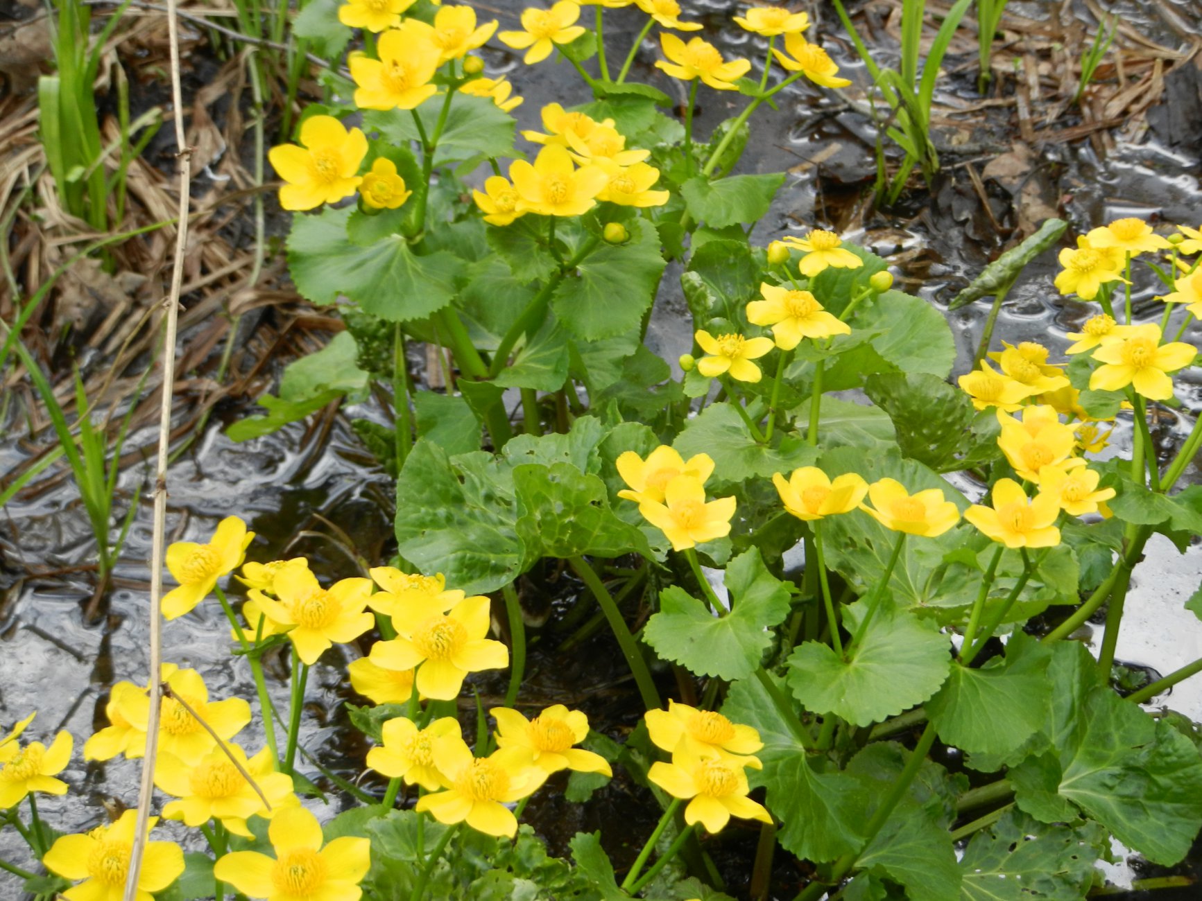 DSCN0438.JPG