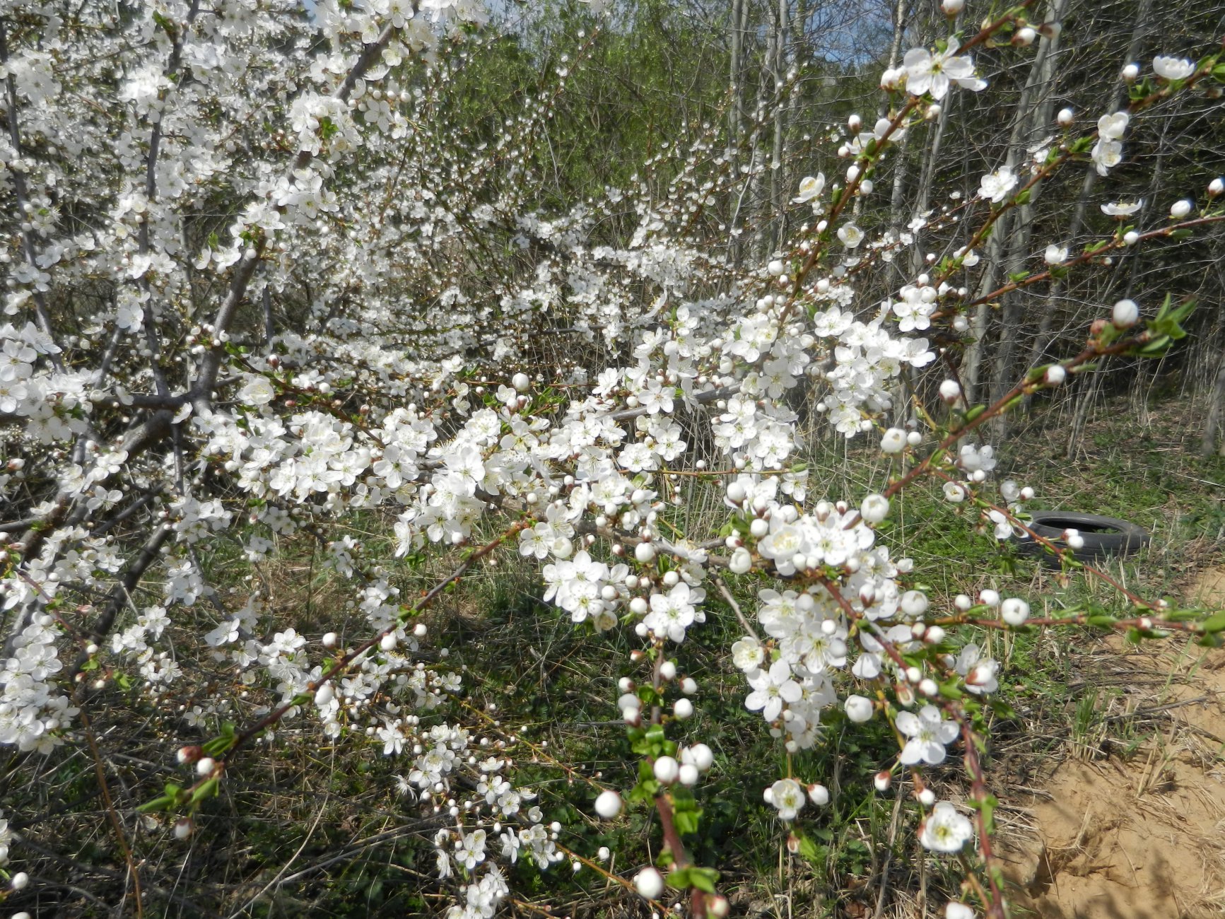 DSCN0490.JPG