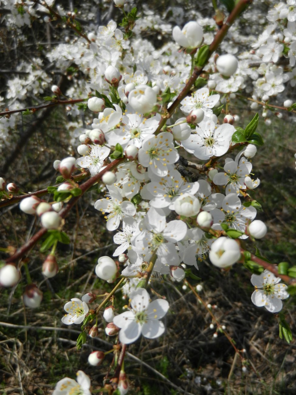 DSCN0499.JPG