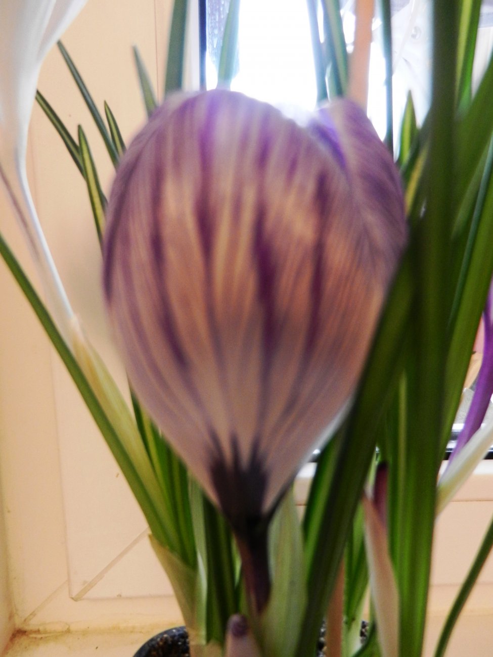 DSCN0521.JPG
