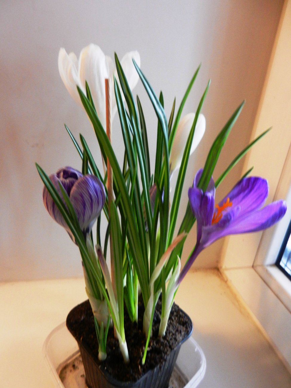DSCN0526.JPG