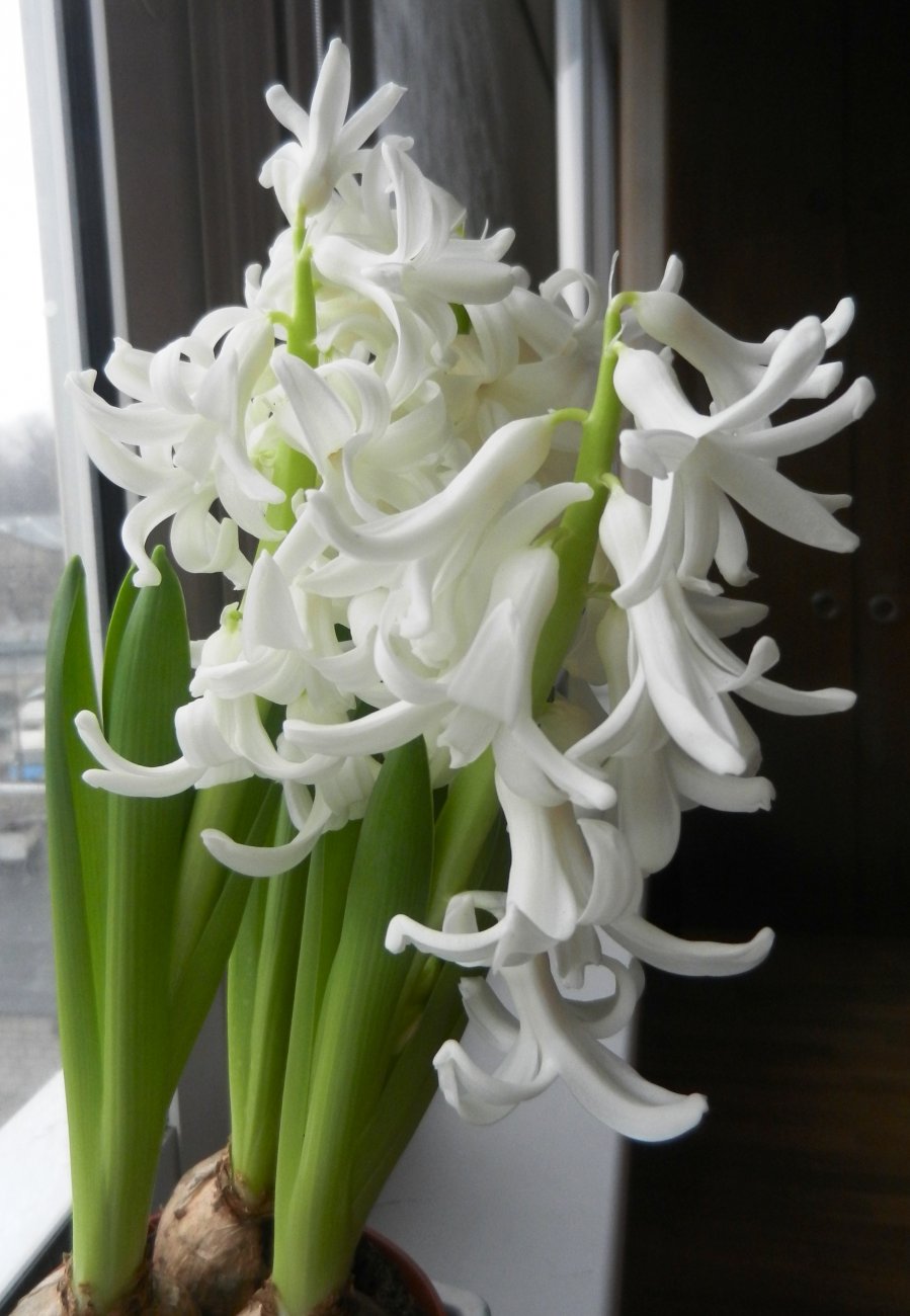 DSCN0729.JPG