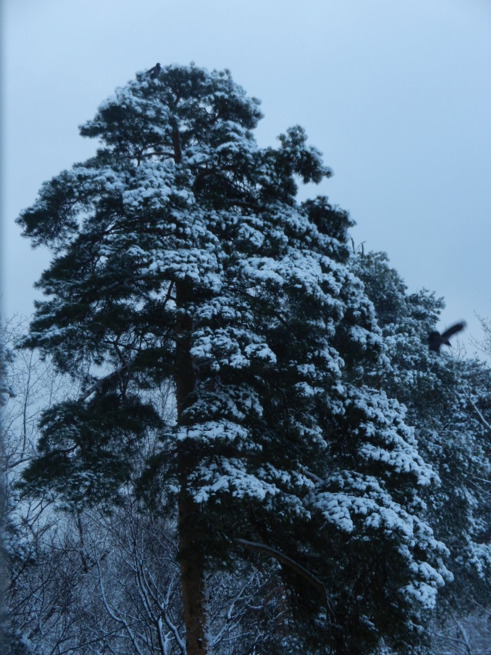 DSCN0754.JPG
