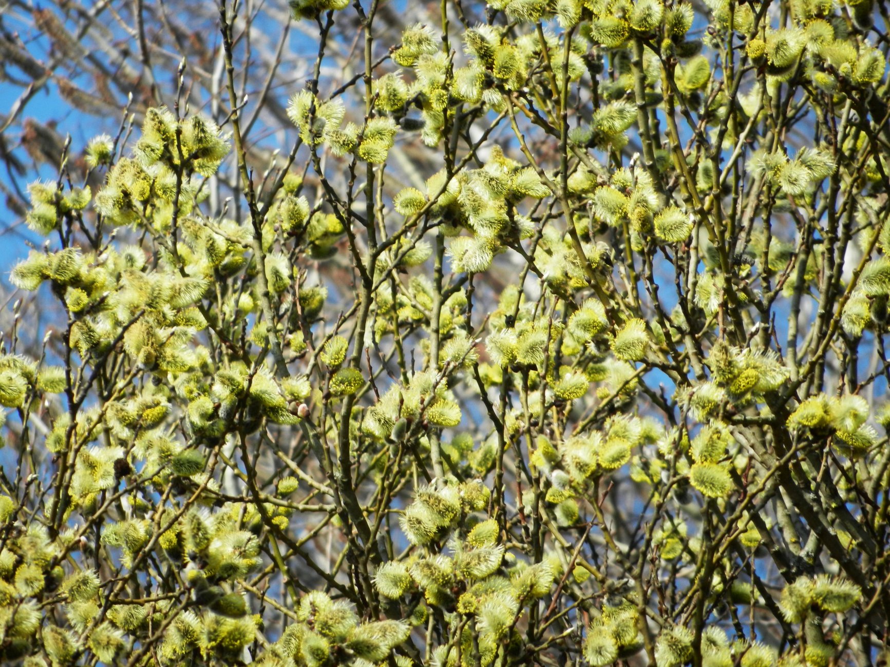 DSCN0771.JPG
