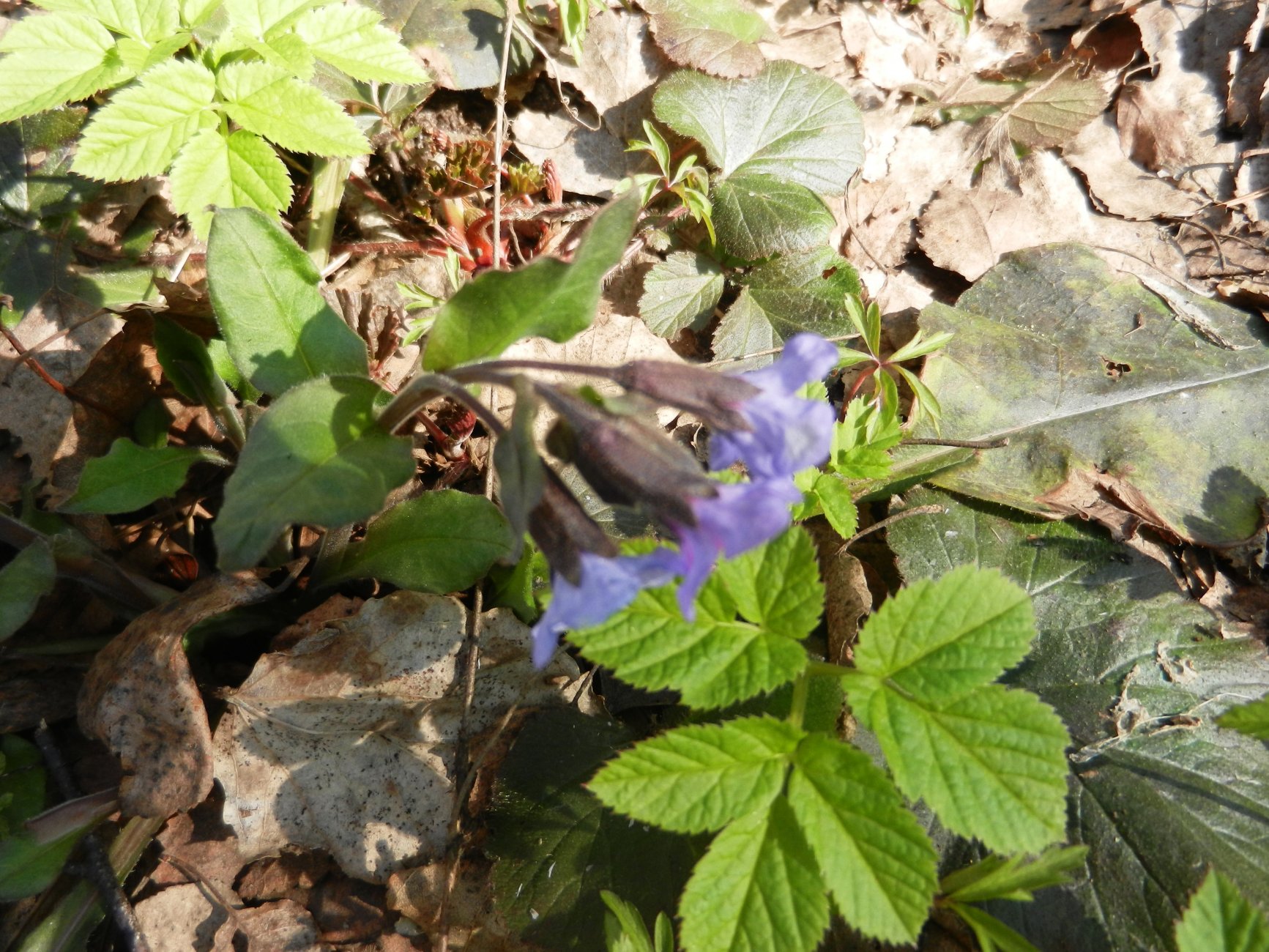 DSCN0778.JPG