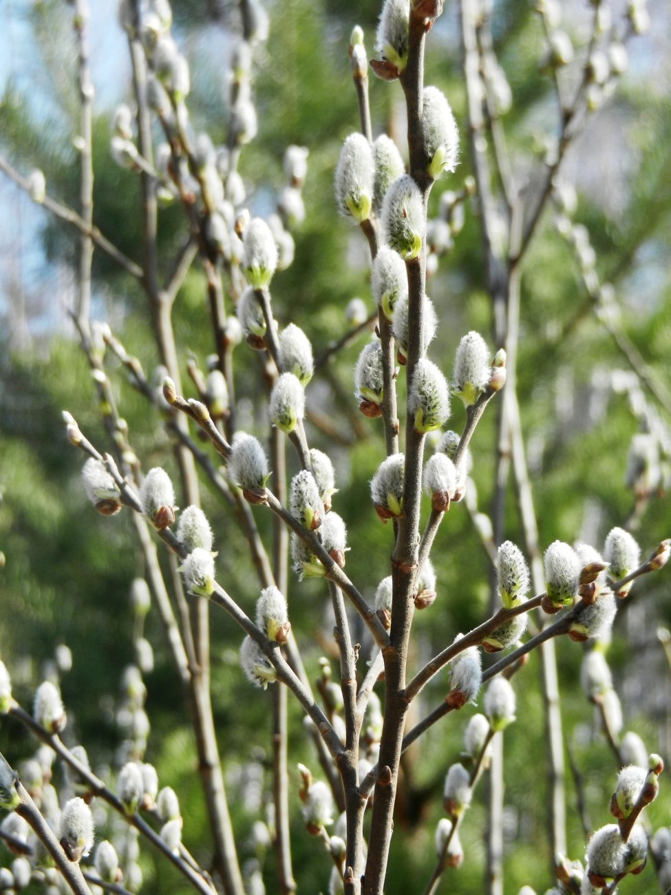 DSCN0782.JPG