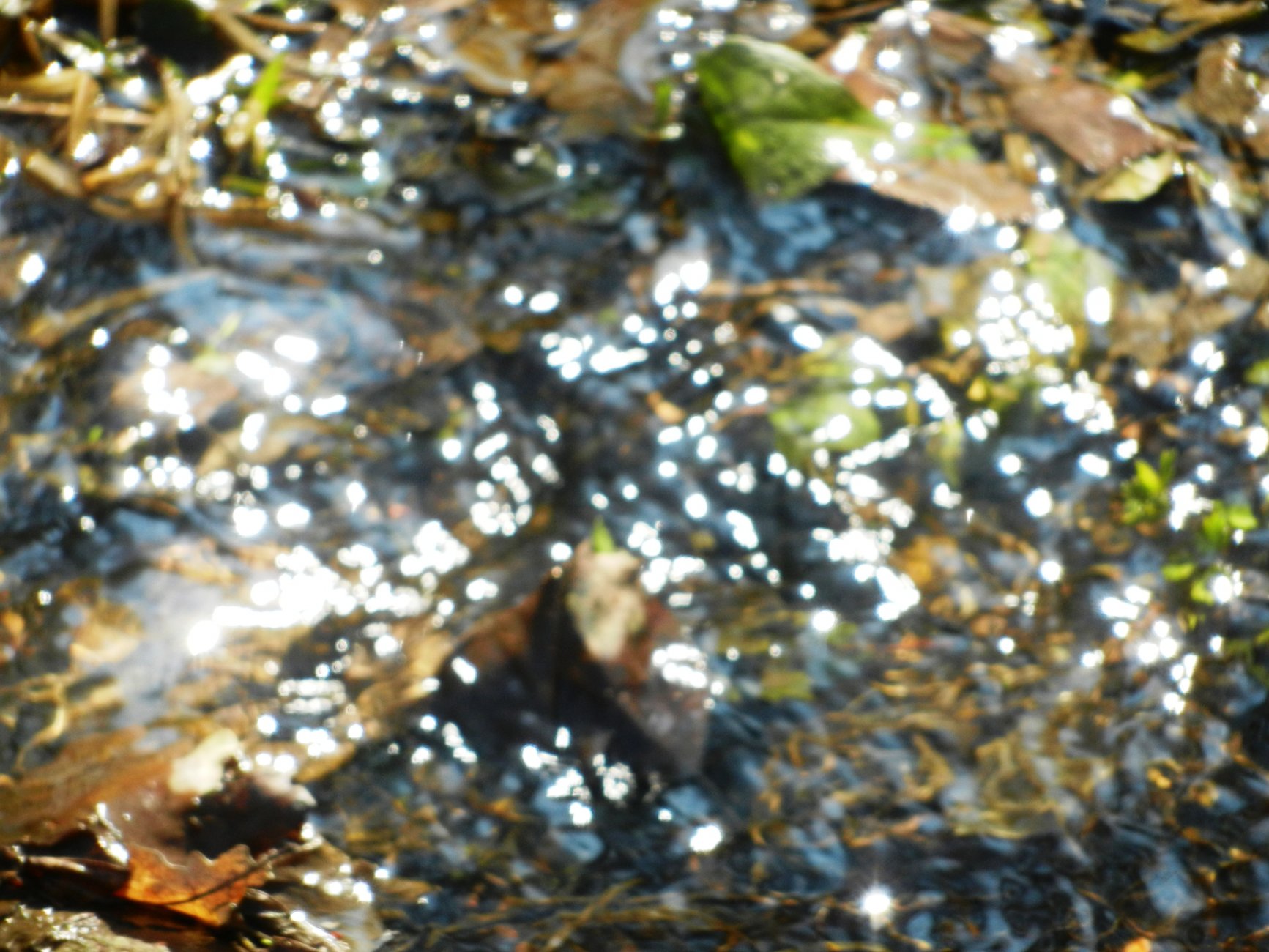 DSCN0786.JPG