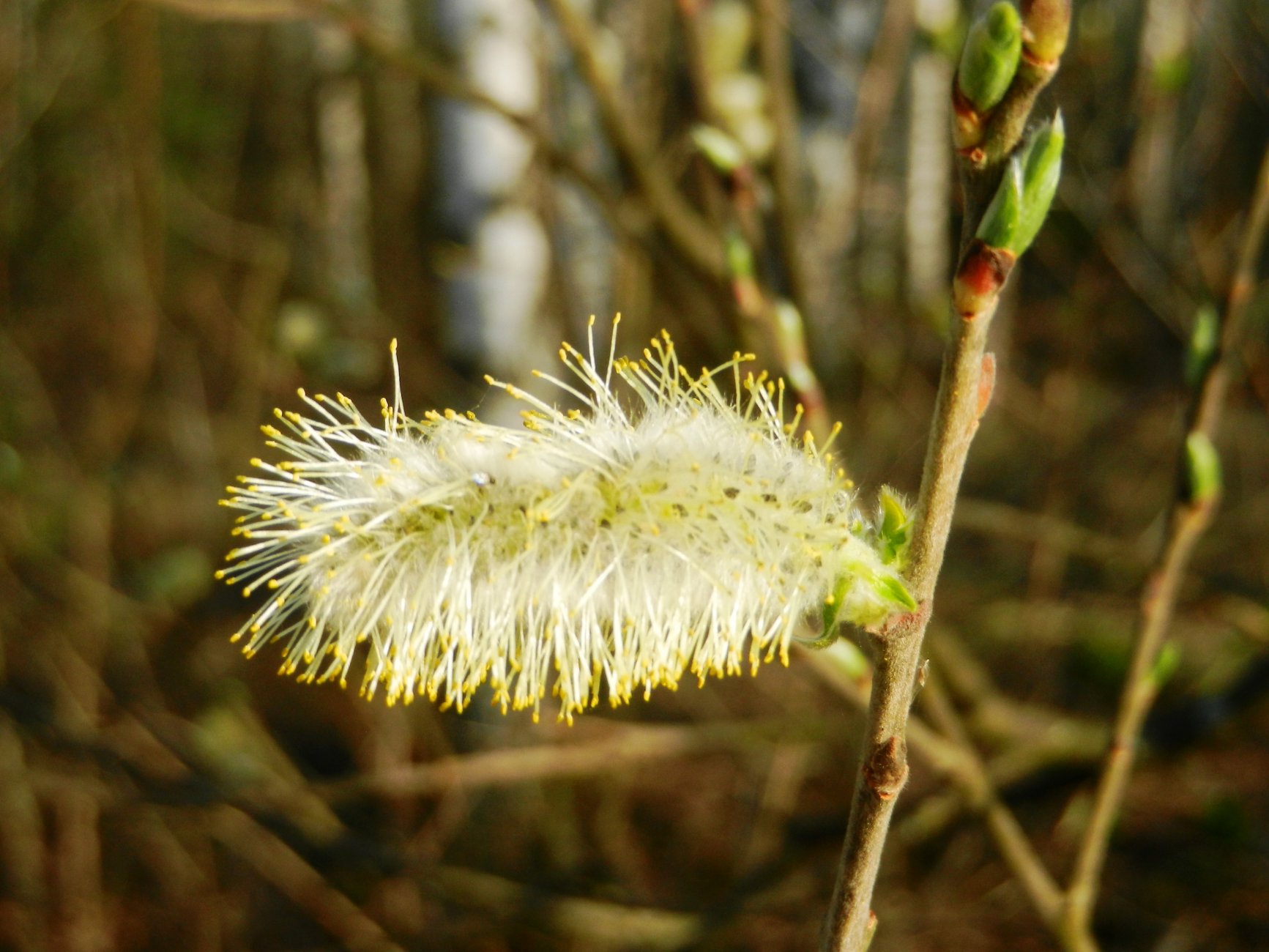 DSCN1068.JPG