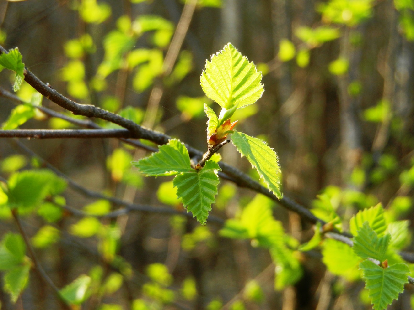 DSCN1079.JPG