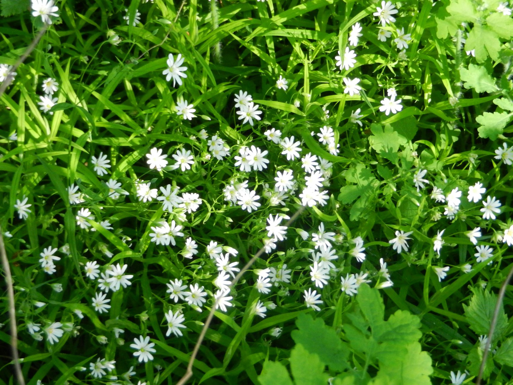 DSCN1339.JPG