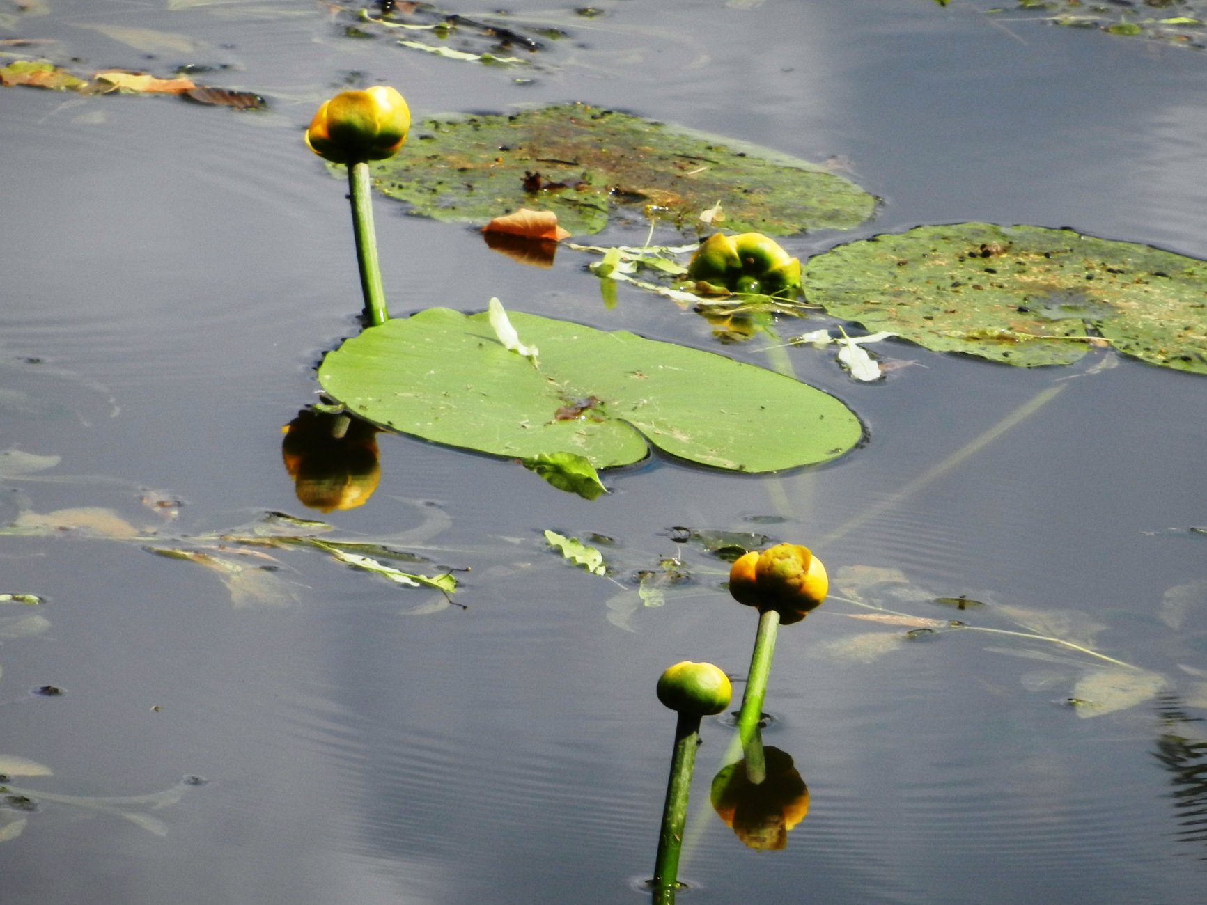 DSCN1568.JPG