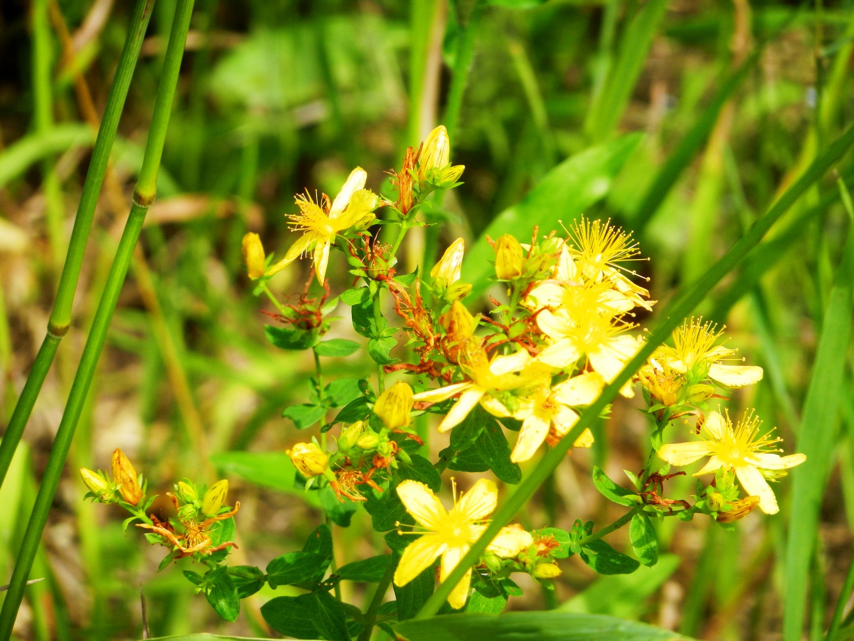 DSCN1687.JPG