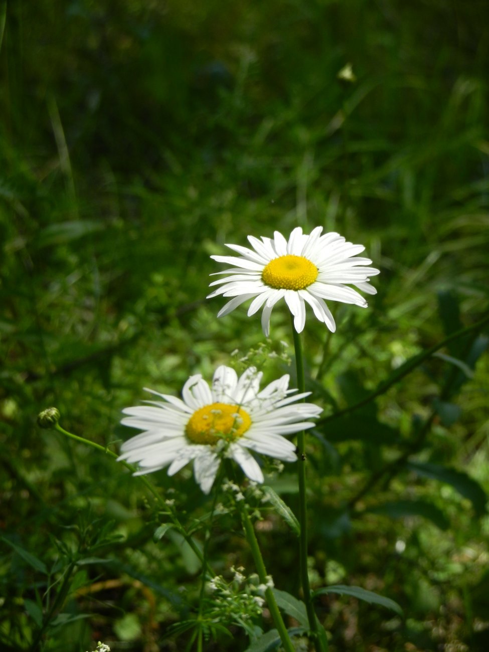 DSCN1799.JPG