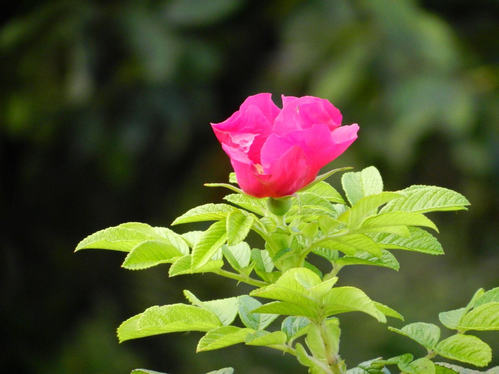 DSCN2398.JPG