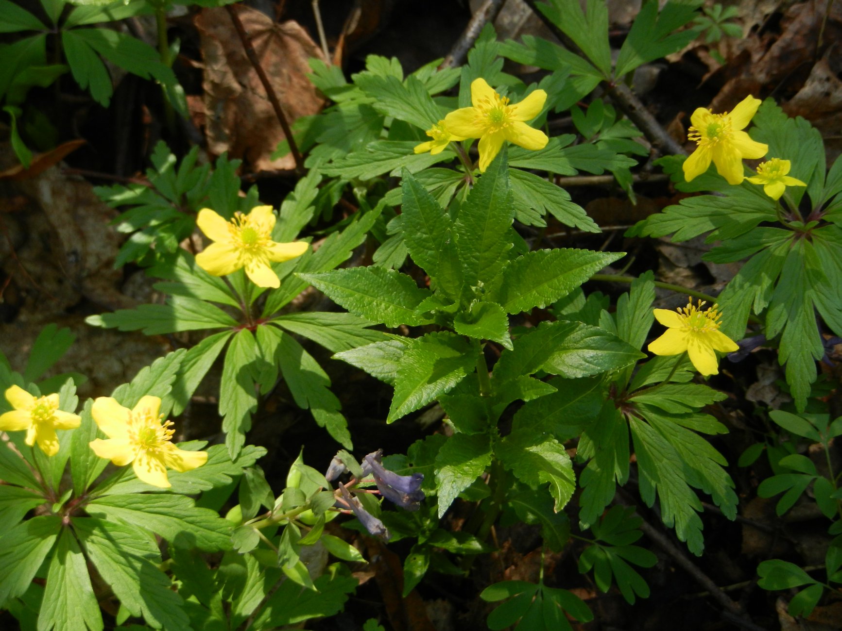 DSCN2729.JPG