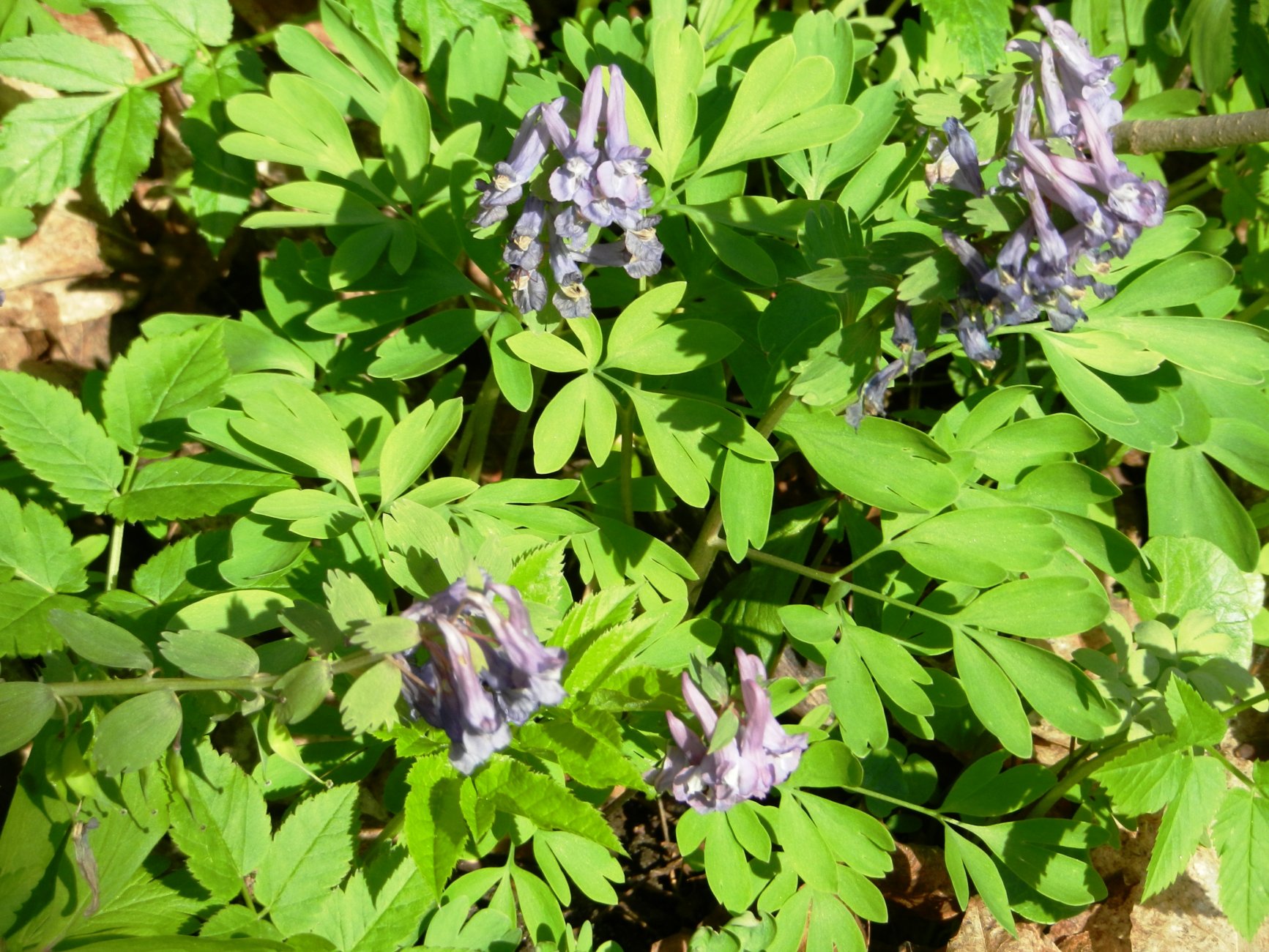 DSCN2738.JPG