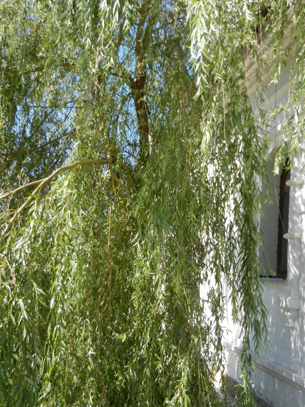 DSCN9779.JPG