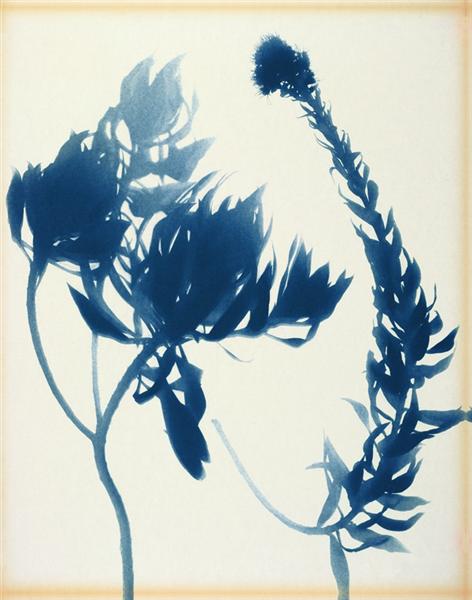 echium-nervosum-1972.jpg!Large.jpg