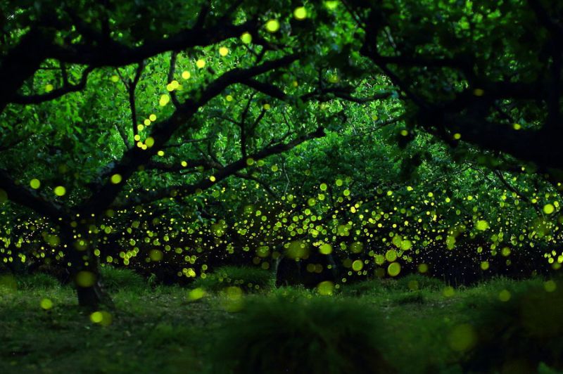 firefly-008.jpg