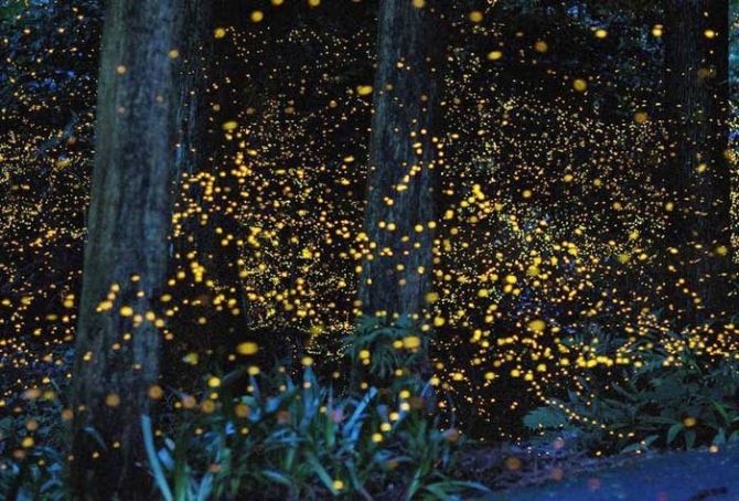firefly-010.jpg