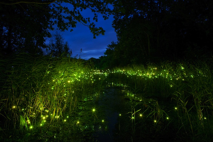 firefly-011.jpg