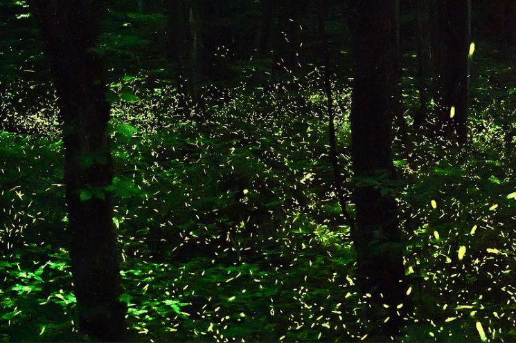 firefly-014.jpg