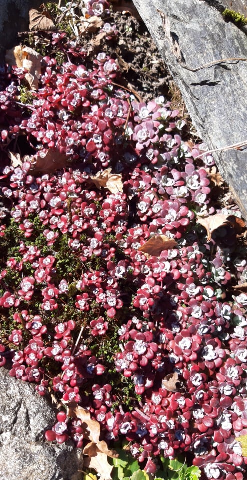 Flowers spring.jpg
