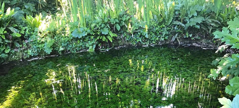 foto 1 ninfa.jpg